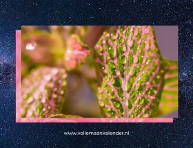 nervus vagus - vollemaankalender